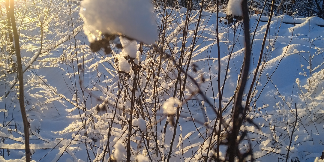 Куклы на каникулах. Мори в зимнем лесу.