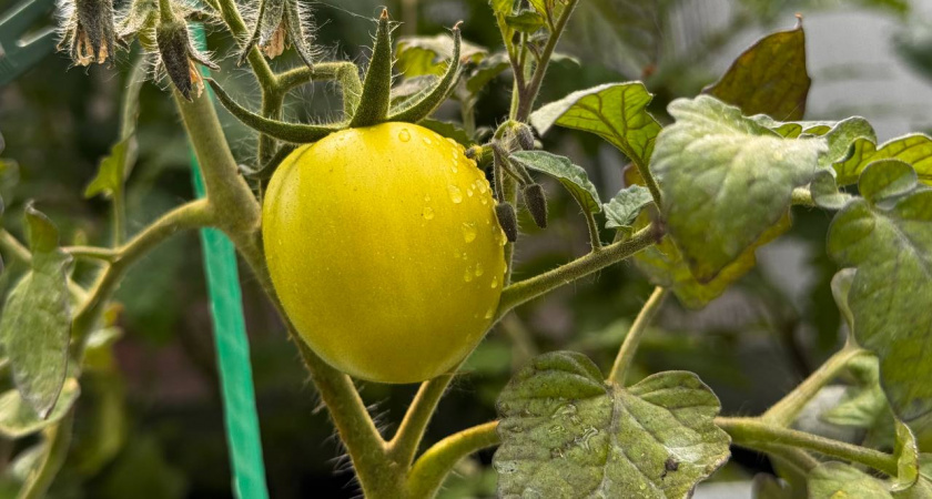    Первый городской канал Калининград