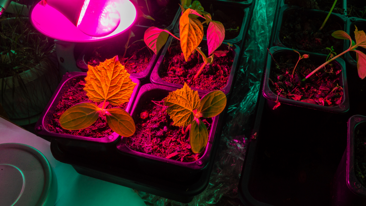 Мои январские посевы 