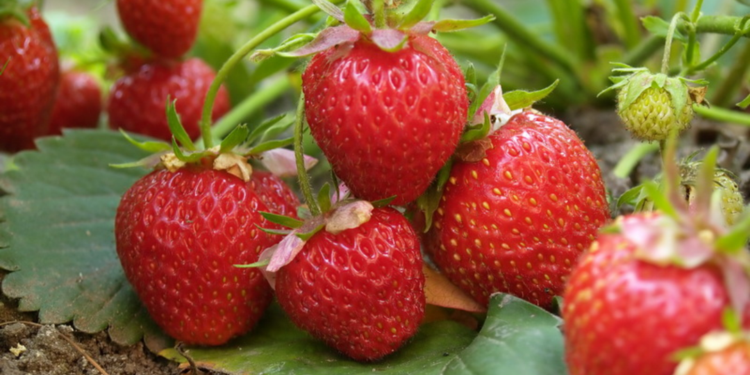 Подпитываю клубнику весной по схеме. Кусты плодоносят до заморозков