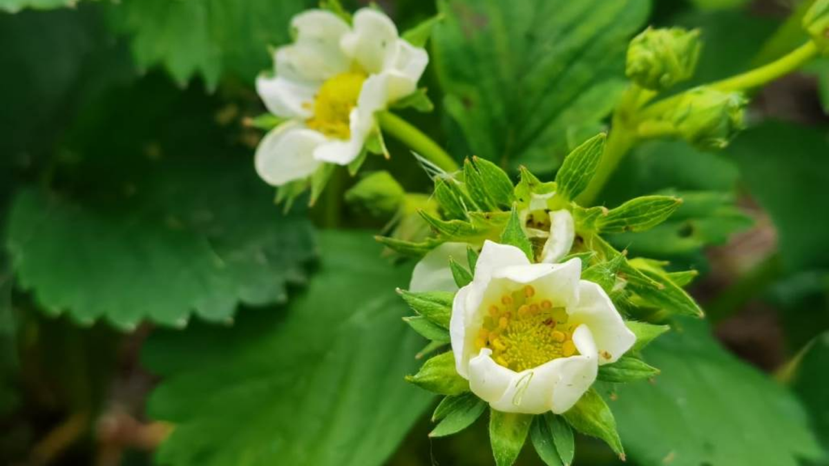 Результат правильной весенней подкормки - обильное цветение и завязи