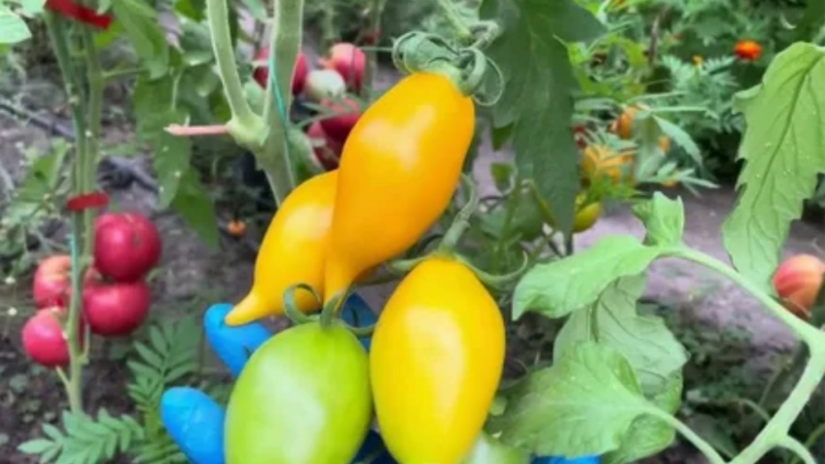 Кистевые томаты