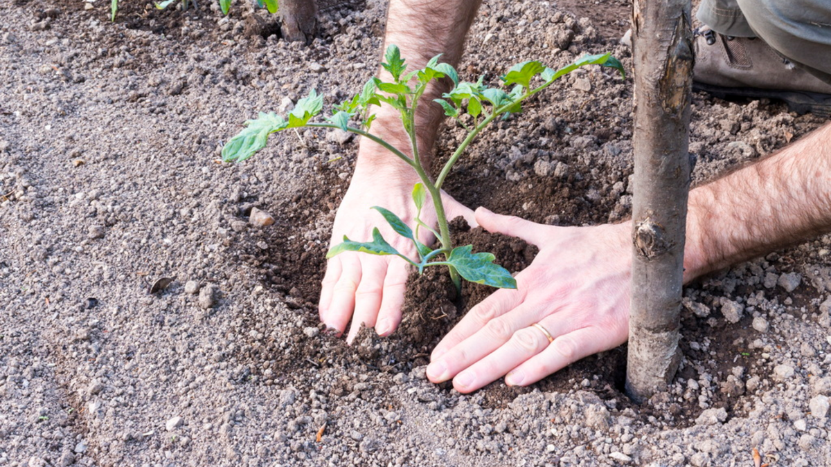 Высадка томатов