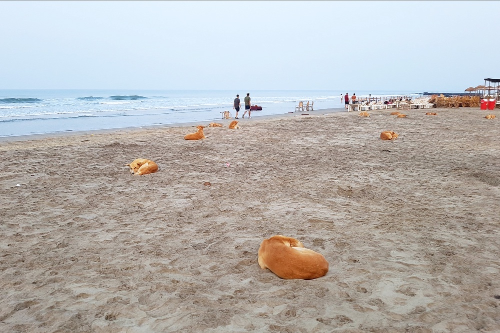    Александр Гасюк