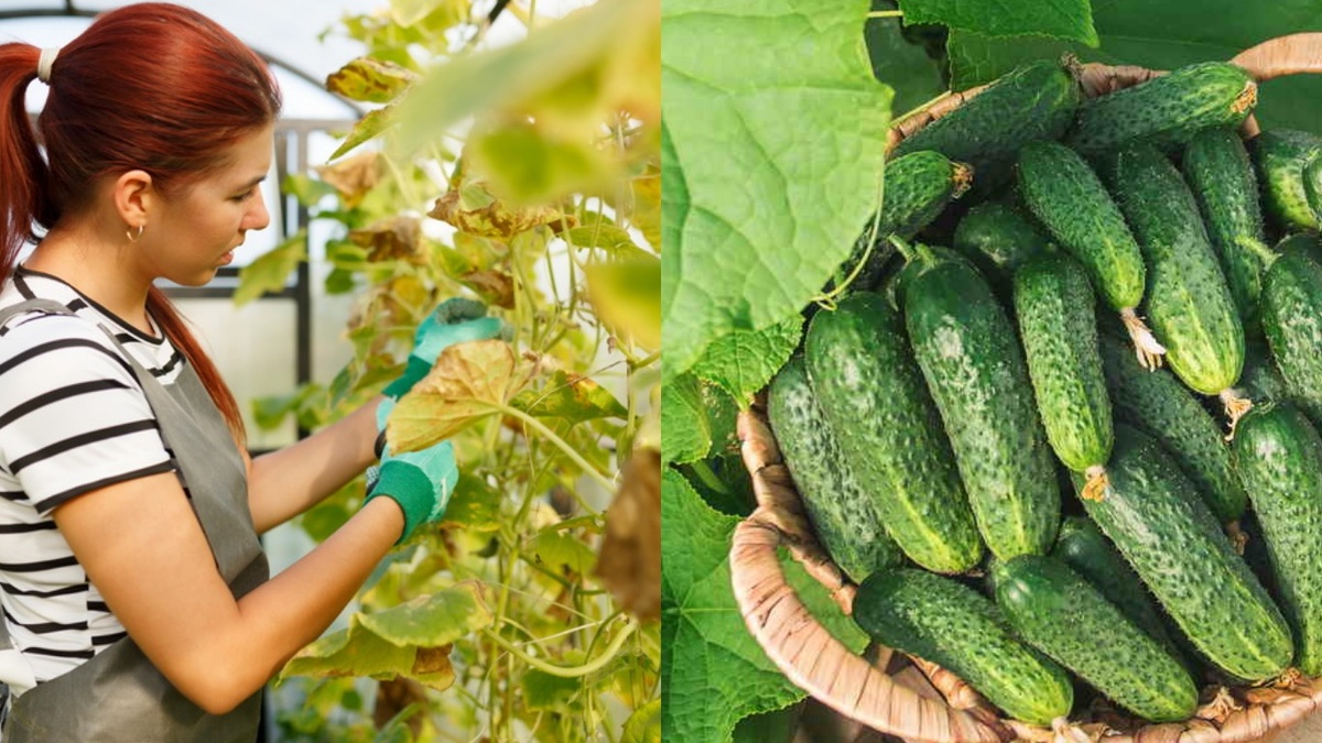 Разница между разрекламированным гибридом и проверенным сортом очевидна