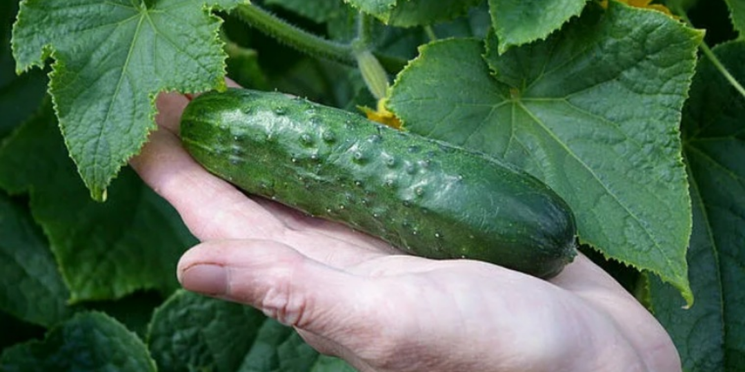 Перешел на лучшие сорта огурцов от известных фирм. 6 дают свыше 12 кг с куста