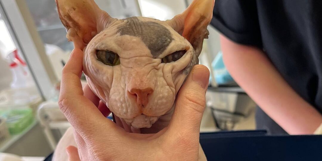 Как измеряют артериальное давление у кошек