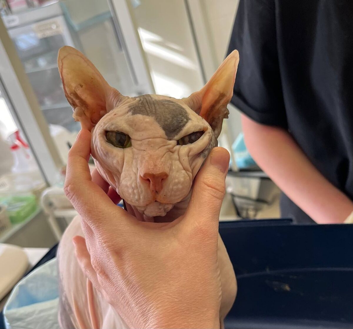 Сфинкс, 16 лет