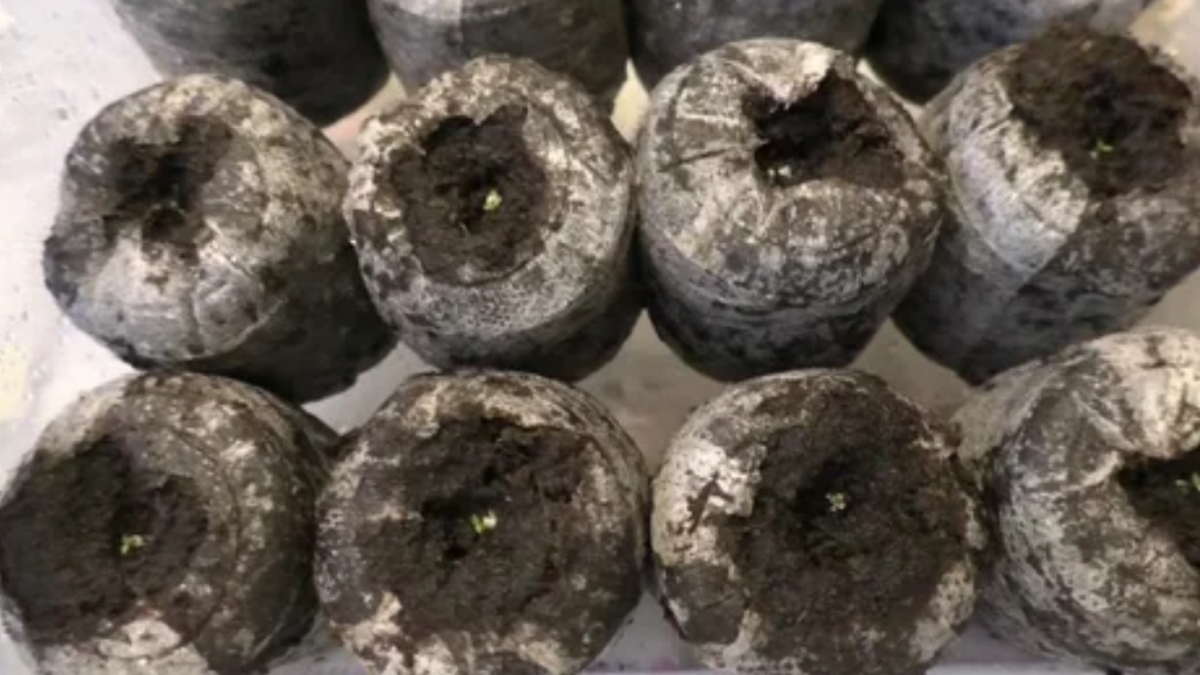 Плесень - частый спутник торфяных таблеток