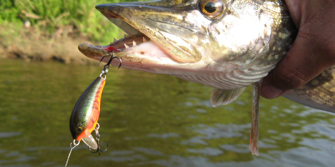 Редкие воблеры: Rapala Mini Fat Rap 03S