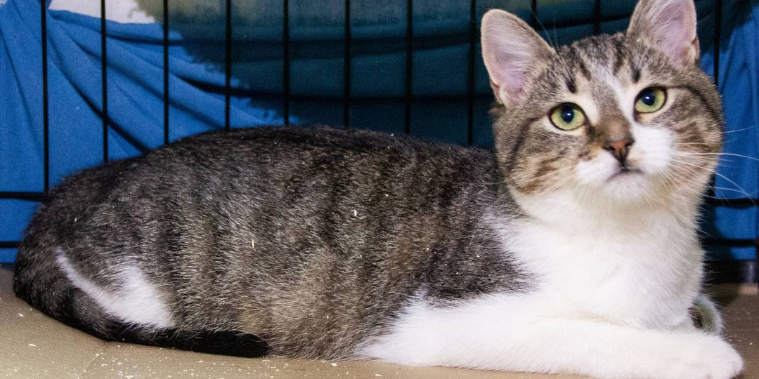 Представляем вам маленькую леди по имени Дайва!😻