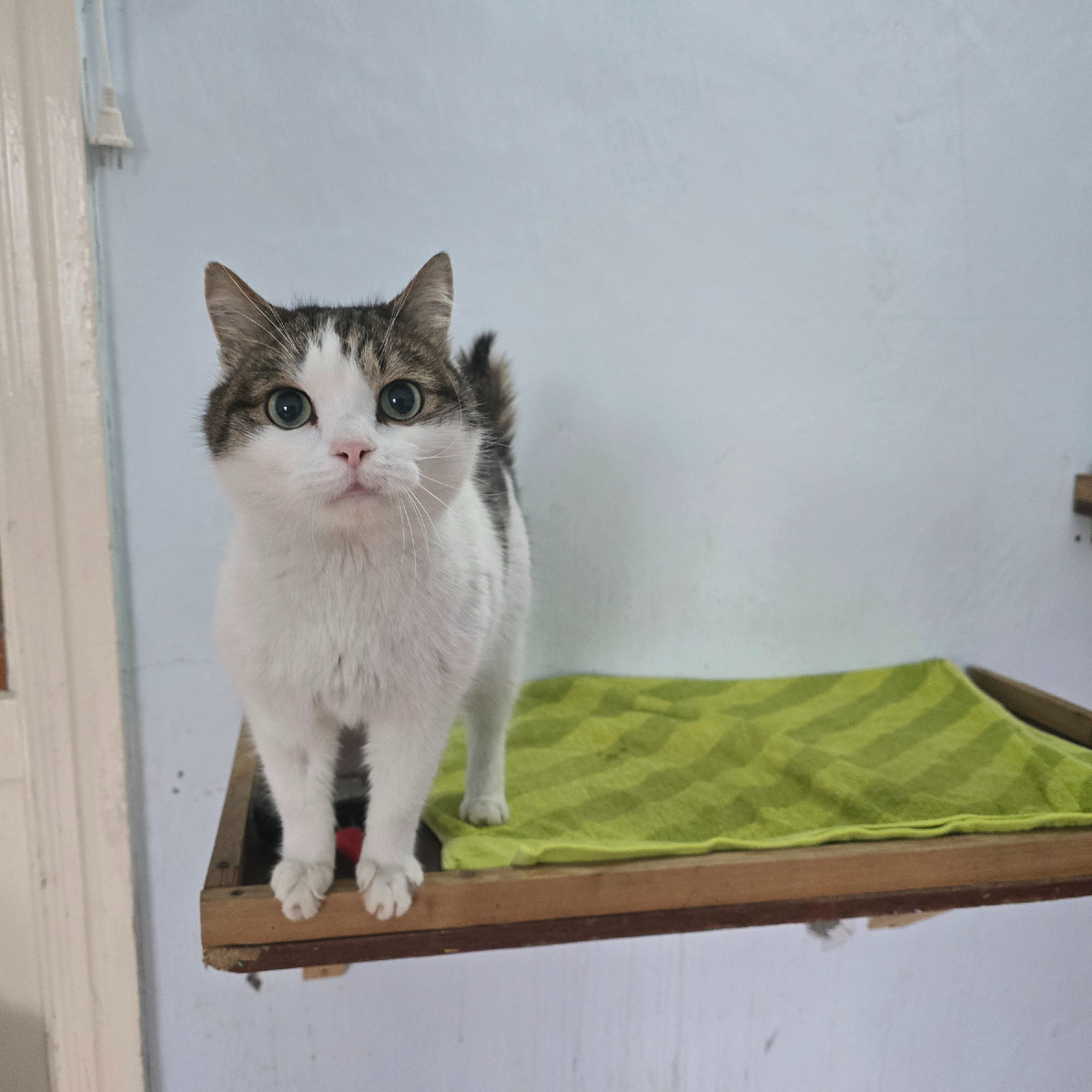 терпеливое ожидание в каждой позе сидящего кота