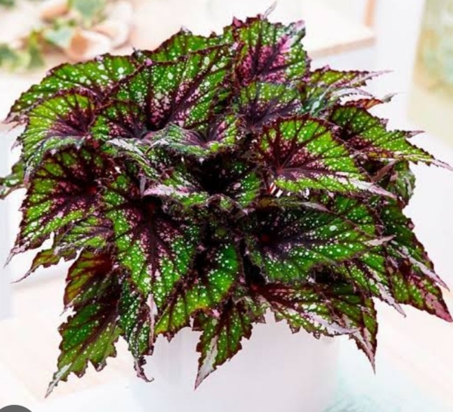 Бегония Королевская.