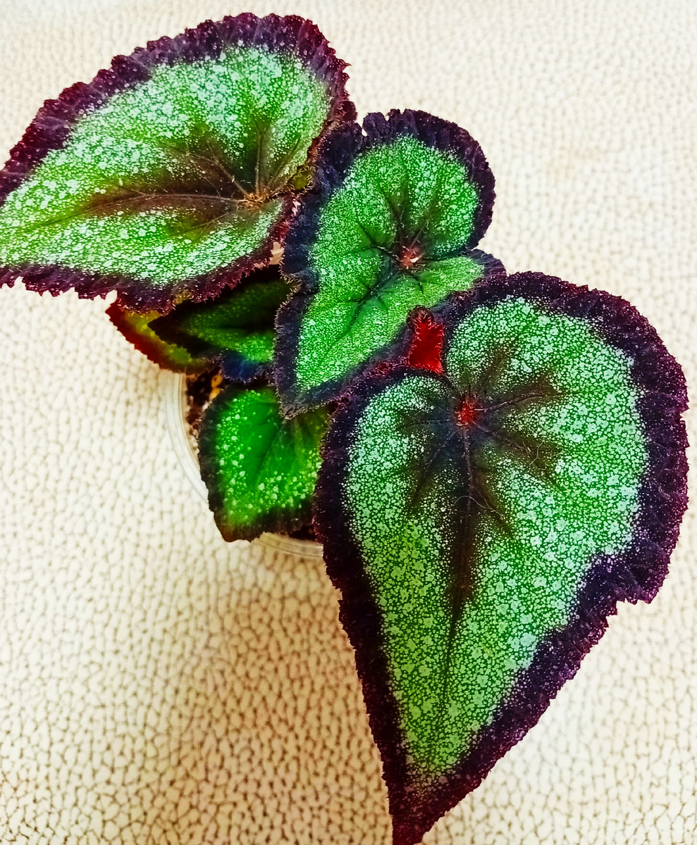 Бегония КА-Радуга