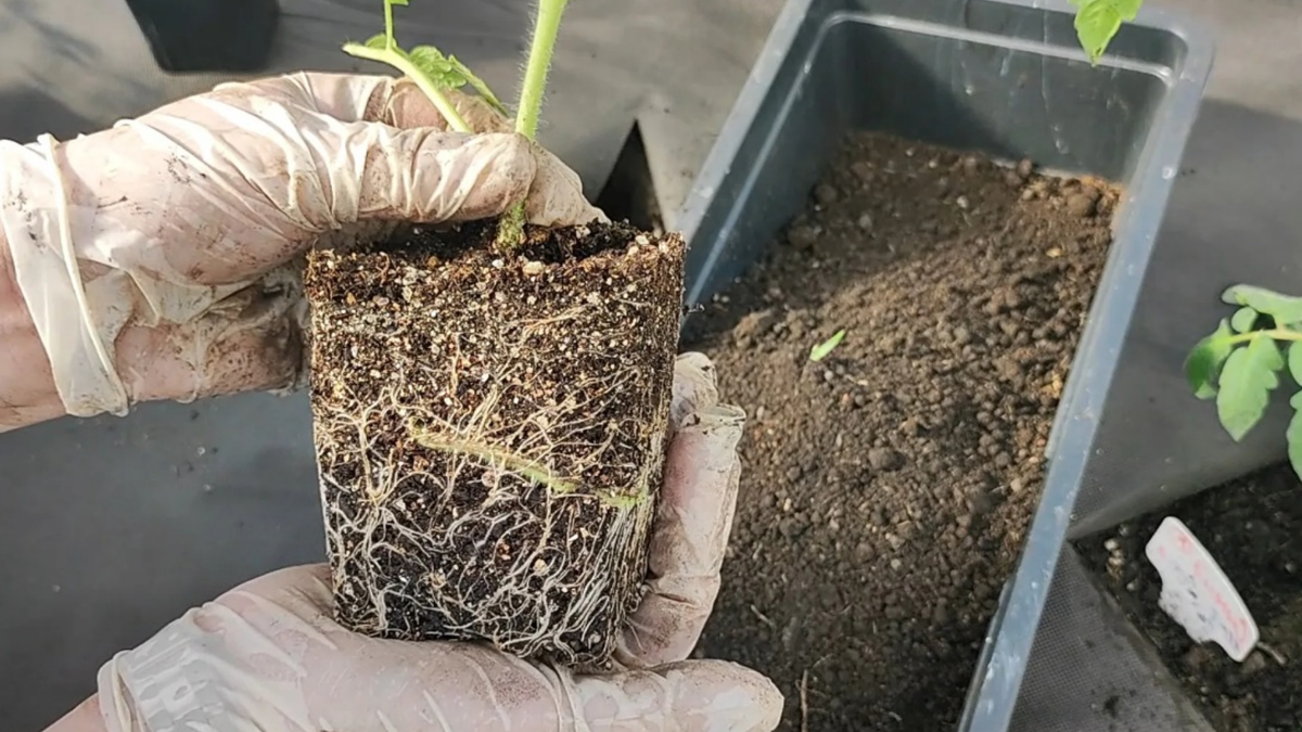 Вот так выглядит крепкая рассада - земляной ком держится без емкости благодаря мощным корням