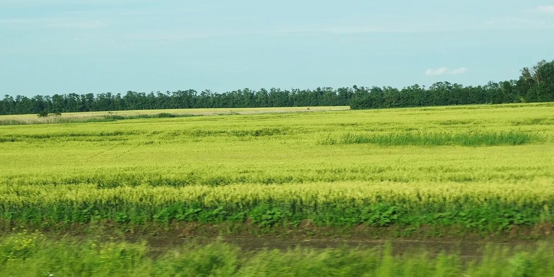 Снег и декабрьские осадки укрепили озимые культуры Ростовской области