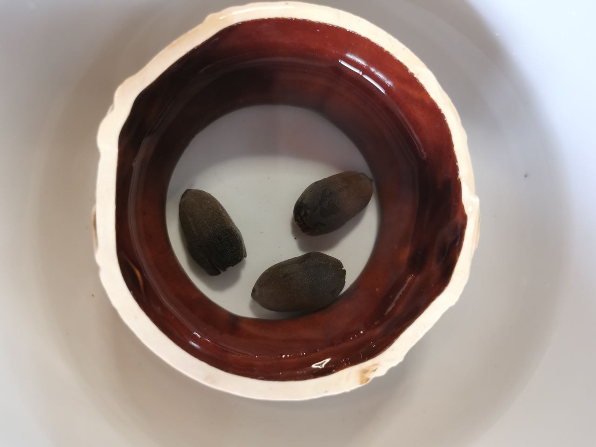 Семена лотоса