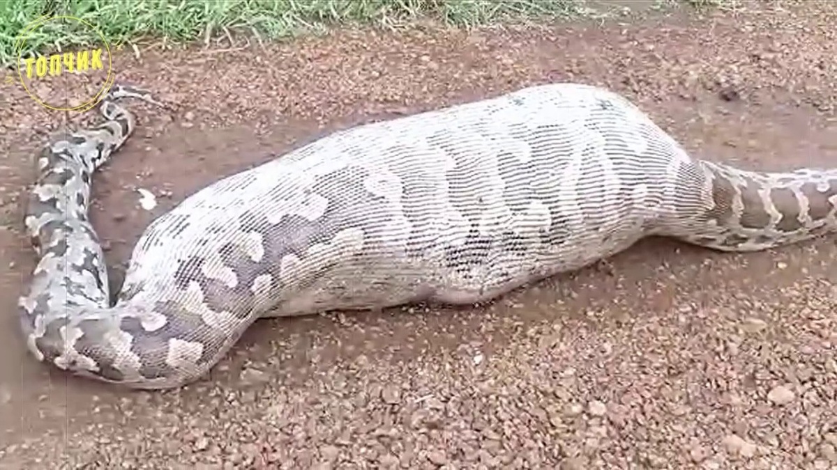 Удавы — это одни из самых величественных и загадочных представителей мира пресмыкающихся.