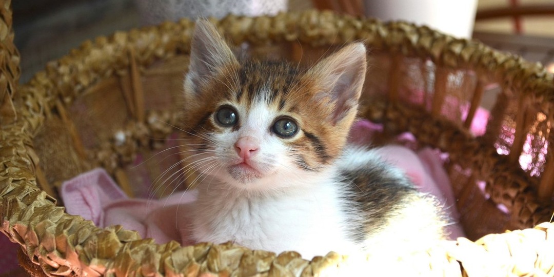 Новичок в семье: пошаговый план адаптации котенка в квартире