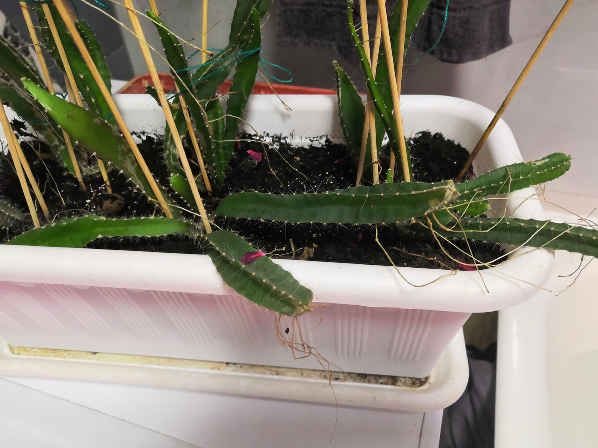 Вот такие стелющиеся побеги