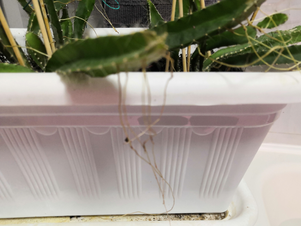 Воздушные корни