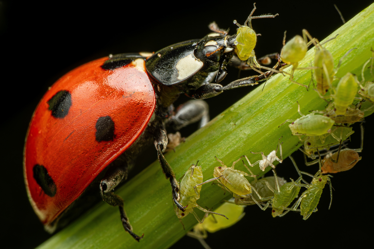 Когда впервые в жизни увидел шведский стол и теперь планируешь обожраться до потери пульса.