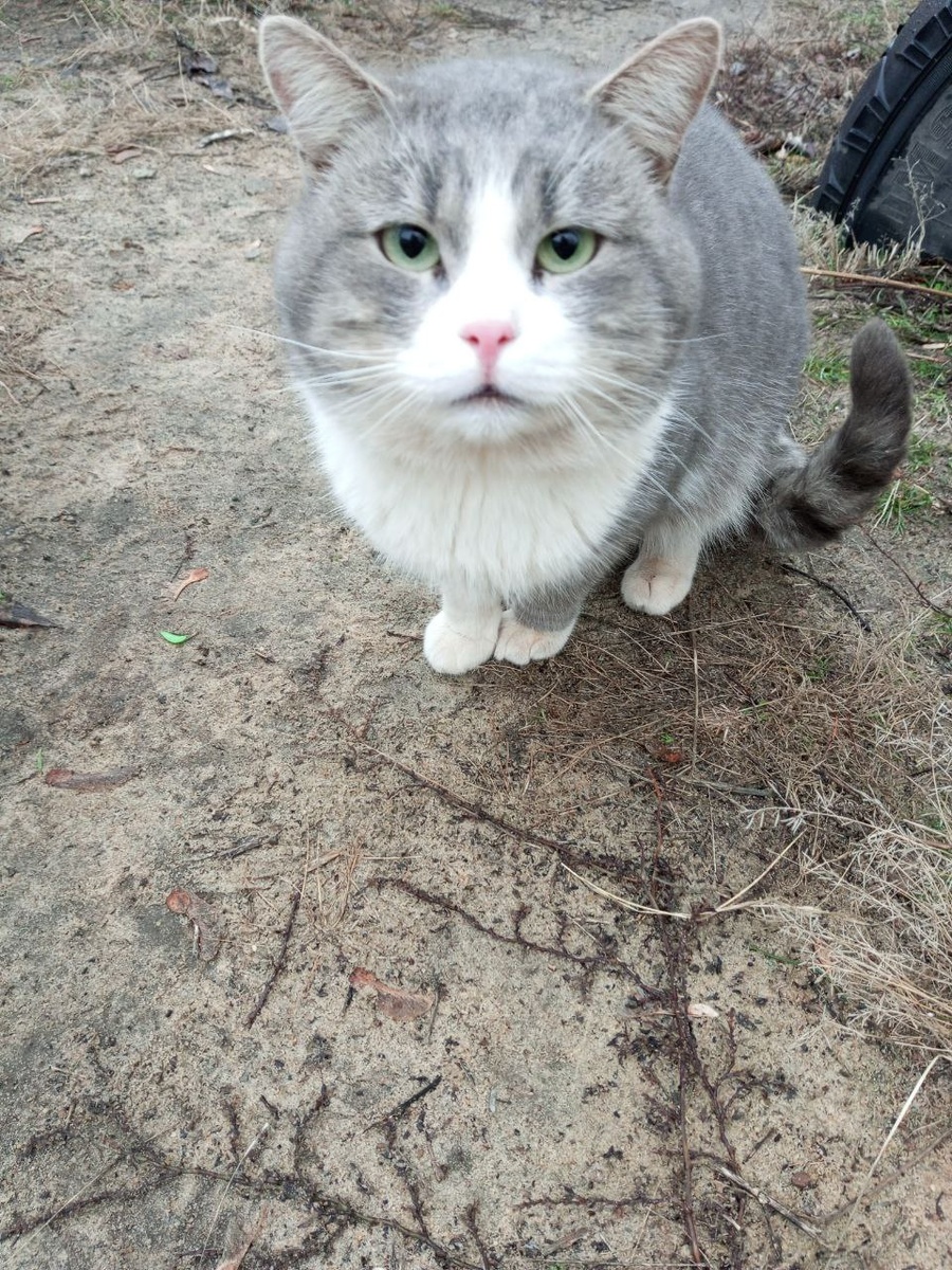 Фото сделано до снега и морозов. Но щёчки круглые)