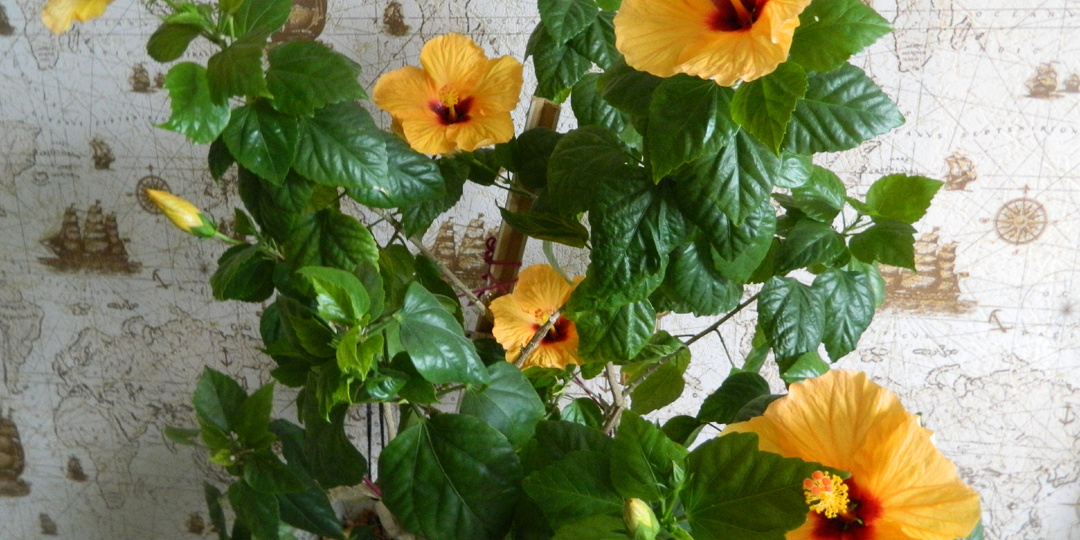 Чем подкормить комнатные цветы зимой? Минеральные, органические и "народные" удобрения