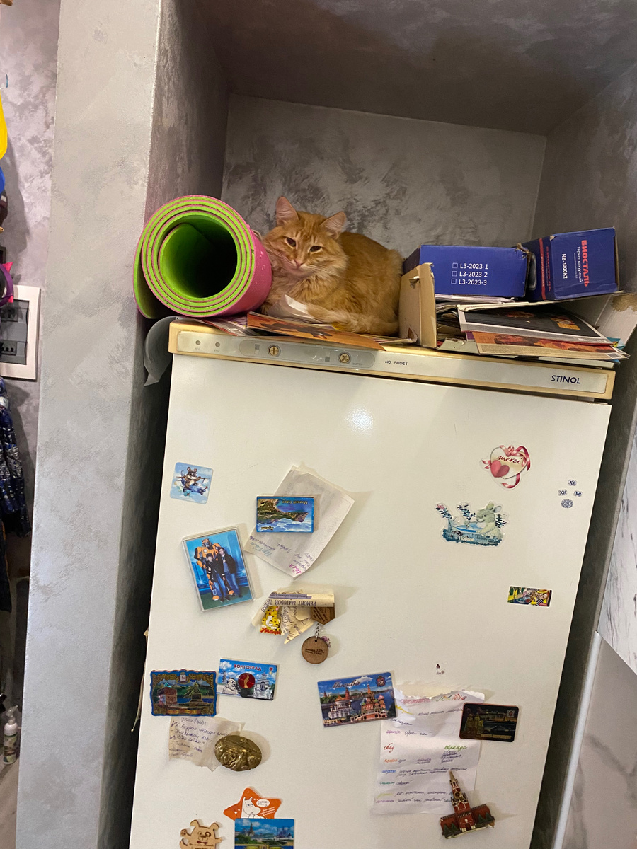 Нашёл себе новое местечко, насмотрелся на женщин и научился тоже по верхотуре лазить 🤭