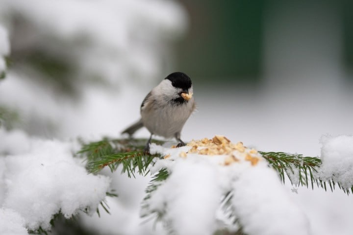 ЧЕМ МОЖНО УГОСТИТЬ ПТИЦ