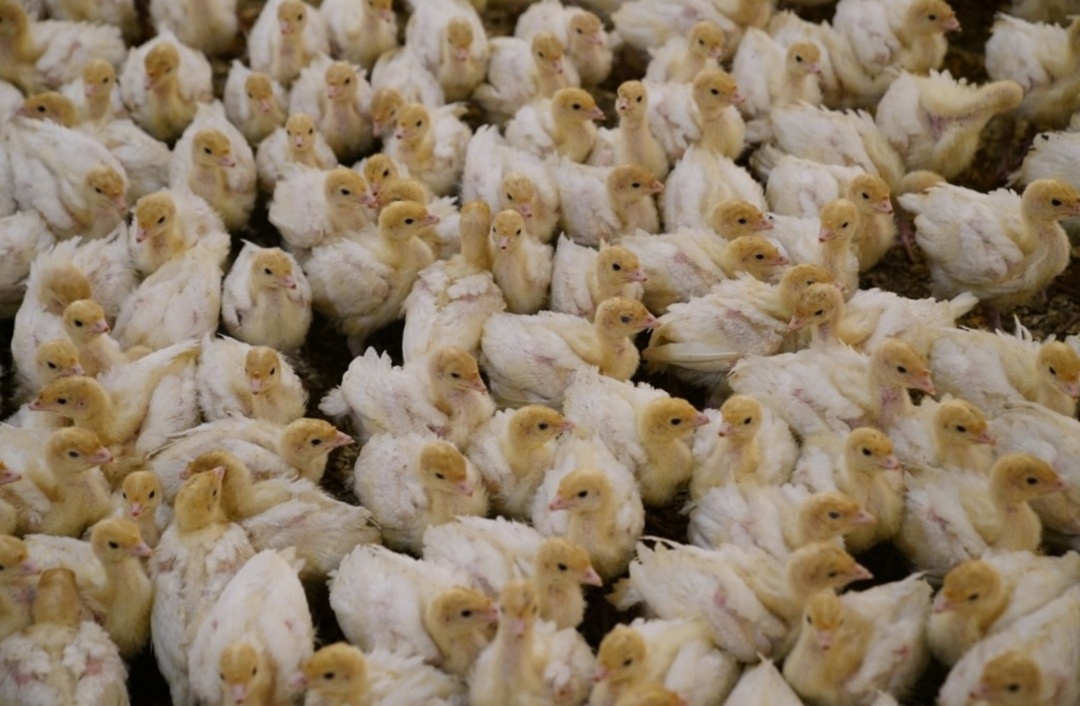     Ҡурҡмайынса тотонорға кәрәк, ти эшлекле ҡатын