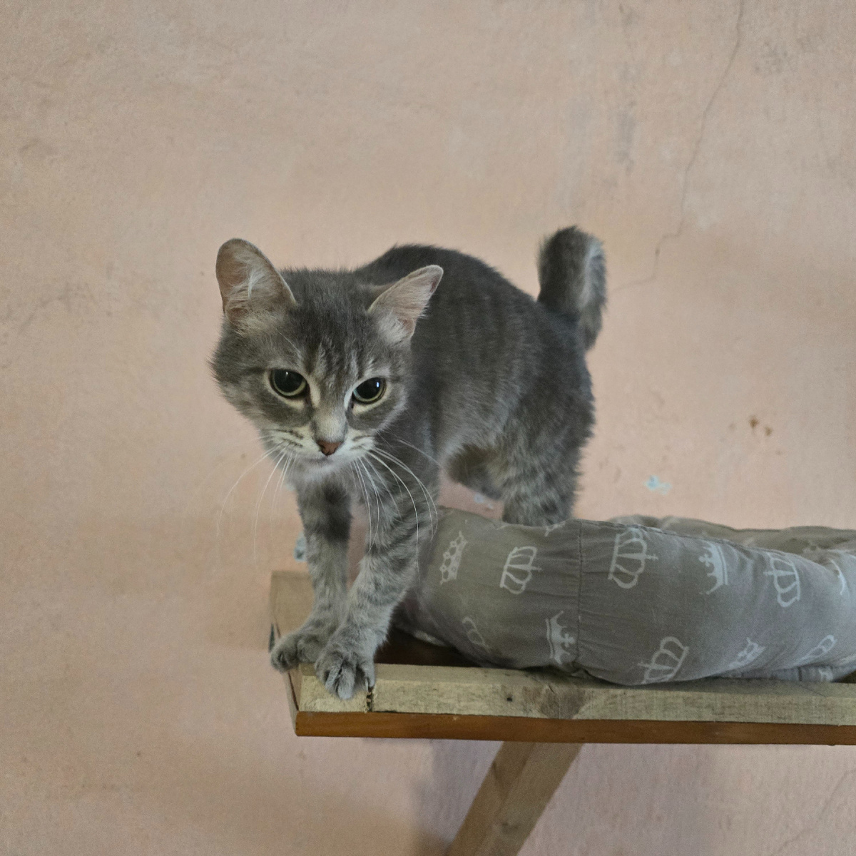 серые глаза малышки просят защиты