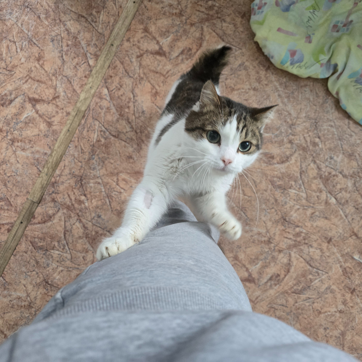 белогрудый котик тянется к теплу