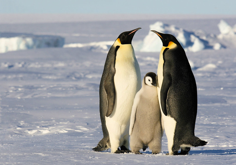 Императорский пингвин