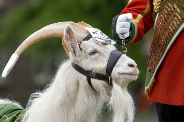 Как козёл, пингвин и пёс стали офицерами