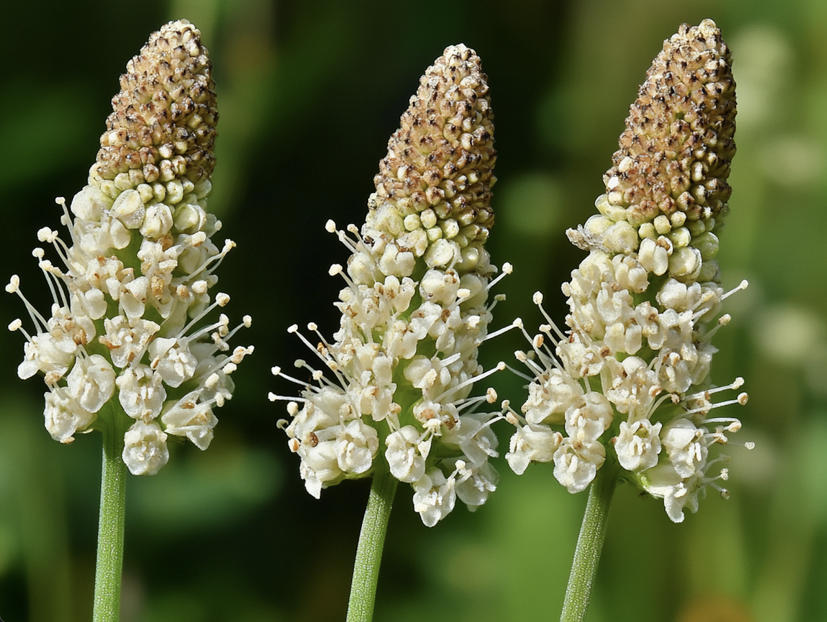 Источник: https://vitaminguru.ru/blog/kak-pravil-no-prinimat-psillium-esli-est-problemy-s-pishevareniem-instrukcii-i-sovety