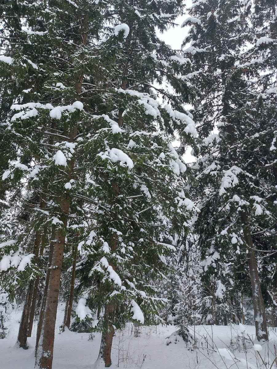 Зимний лес нынче очень красивый.