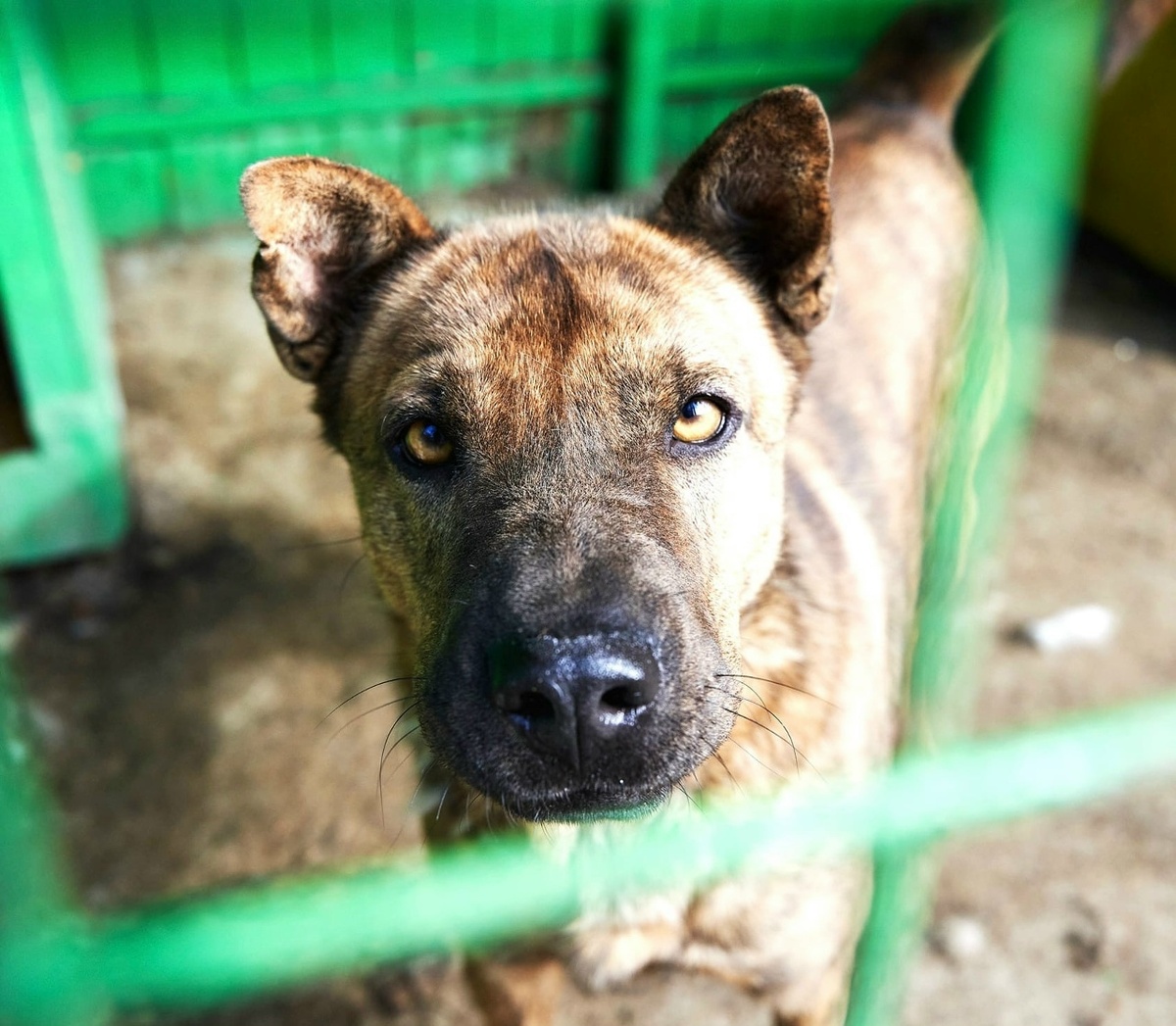 Она провожает их взглядом, в котором с каждым годом всё меньше надежды и всё больше тихой боли...