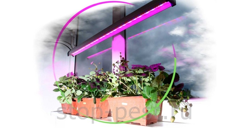 фото сайта https://stop-pest.ru