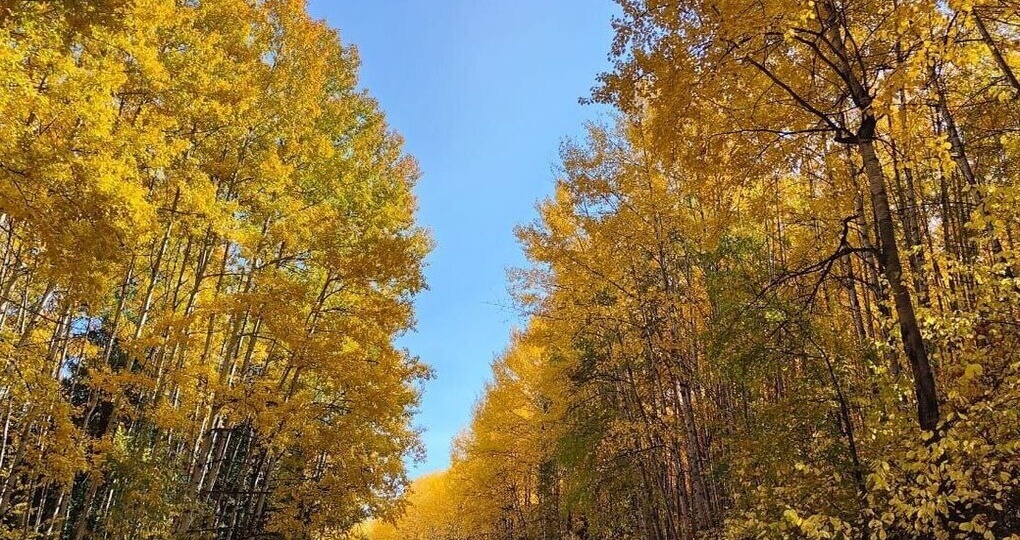 В декабре в Омской области пропали 84 человека