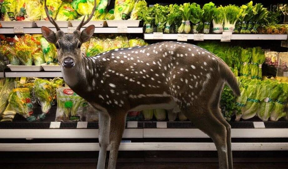 Дикие животные в супермаркетах: необычный проект индонезийца