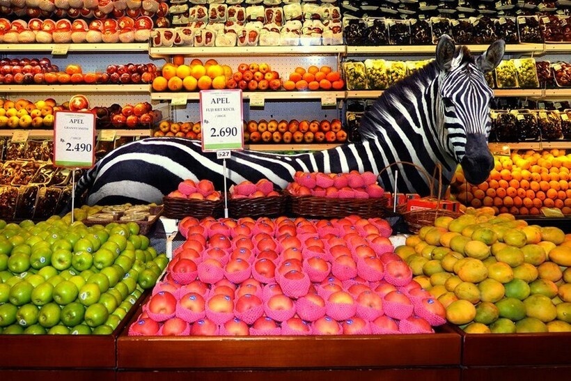    Дикие животные в супермаркетах: необычный проект индонезийца