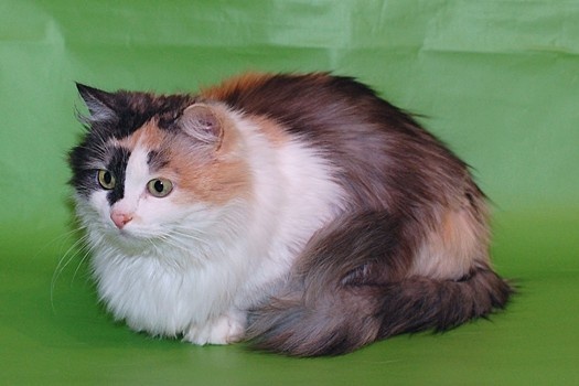 Жасмин Золотое Сердечко