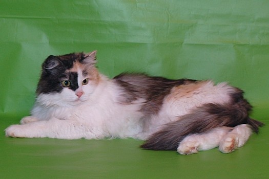 Жасмин Золотое Сердечко