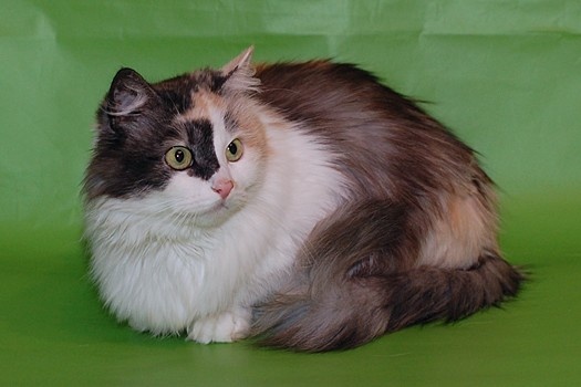 Жасмин Золотое Сердечко