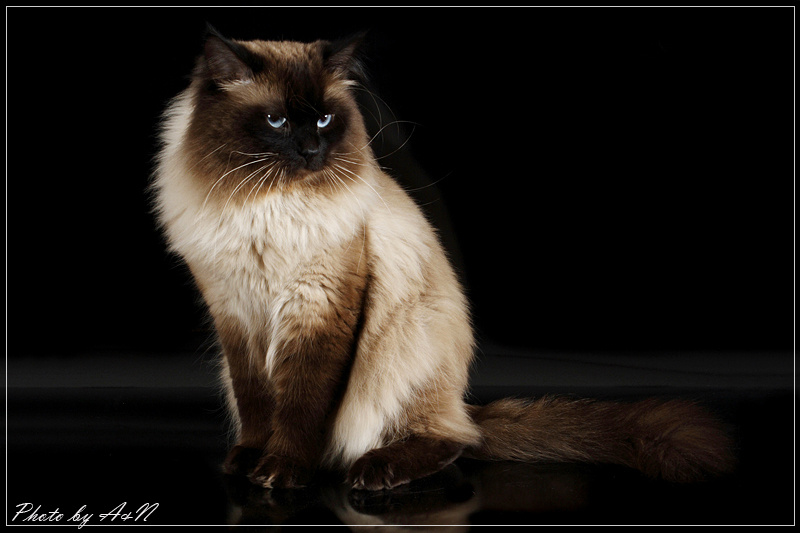 Альберто Персей Вейс