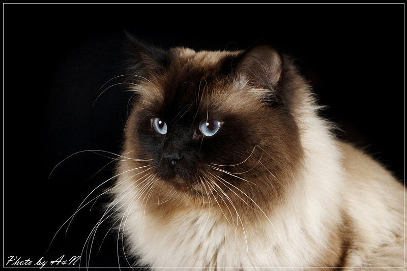 Альберто Персей Вейс