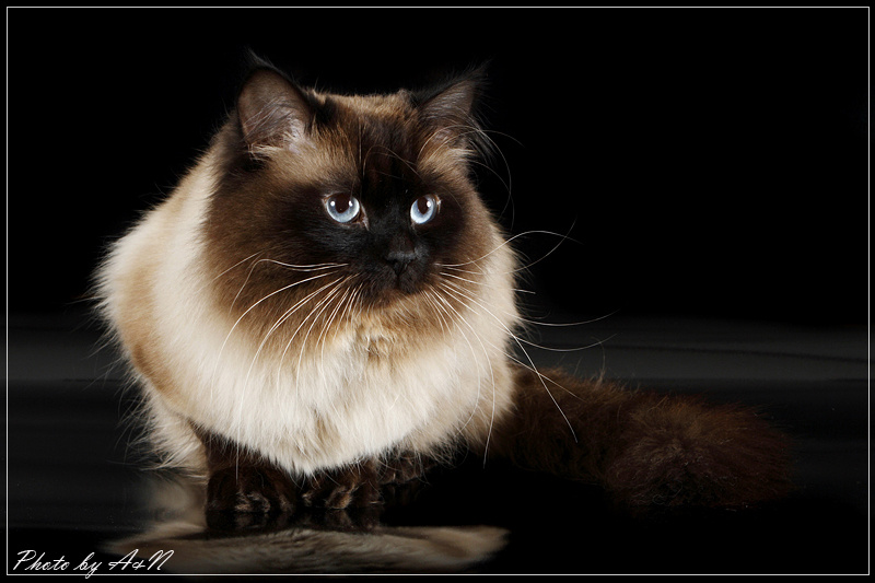 Альберто Персей Вейс