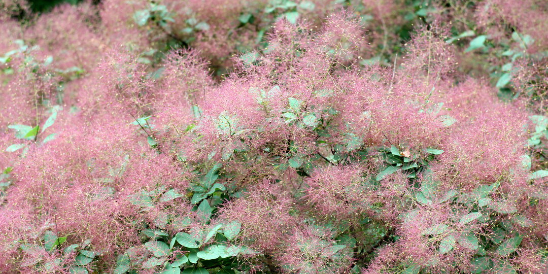 Скумпия: популярные сорта и выращивание в Подмосковье