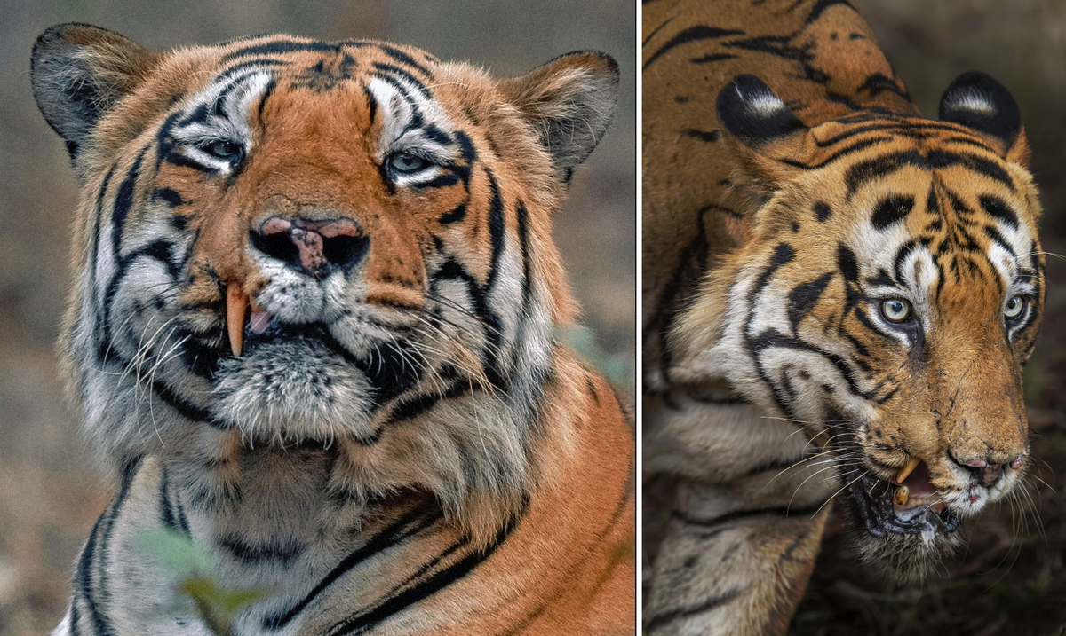 Шрам из «Короля льва» — салага, по сравнению с этим парнем. 